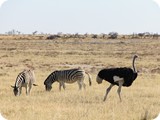 Namibia Discovery-0219